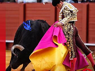 Bullfighting takes fresh promi...